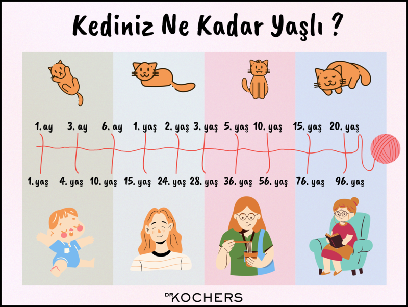 kedi yaşı nasıl hesaplanır