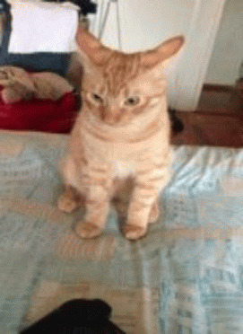 TntFi7.gif