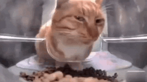 XMIRpD.gif