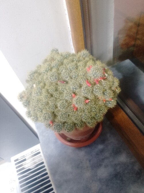 17741190765121345117344911454723