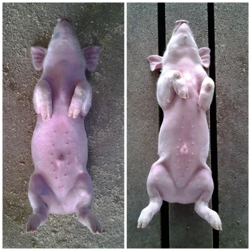 you can roll a hard sleeping piglet onto its back and itll v0 EJ NgWC96QSII1qhUi0wesxcJ z0z9Q 0tfNwP