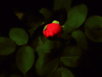 Eqi0lH.gif